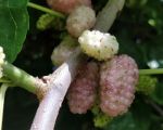 casa-limoni-maulbeeren.jpg