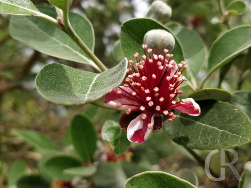 casa-limoni-schoene-blumen-imgarten.jpg