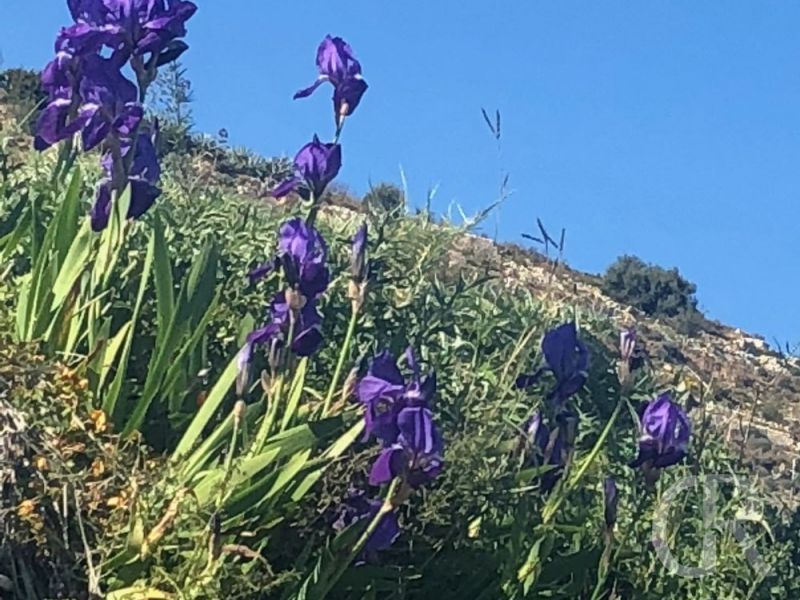 ferienhaus-avola-wildblumen.jpg