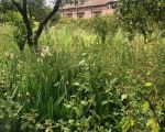 ferienwohnung-limone-grosser-garten-mit-oliven-und-zitronenbaeumen.jpg
