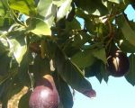 ferienwohnung-san-giorgio-reife-avocados.jpg