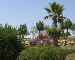 ferienwohnungen-donnafugata-palmengarten.jpg