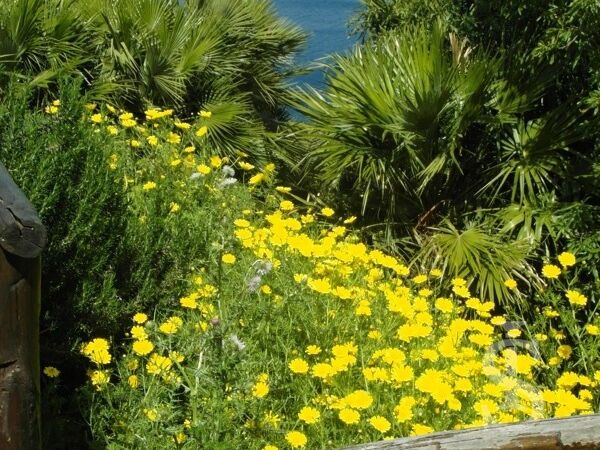 lo-zingaro-ueppig-bluehende-blumen-am-meer.JPG