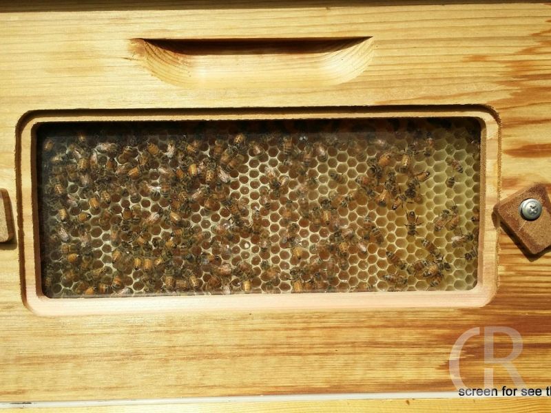 casa-limoni-bienenwaabe.jpg