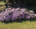 ferienwohnung-catania-bluehende-blumen.jpg