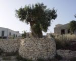 ferienwohnungen-donnafugata-garten.jpg