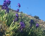 ferienhaus-avola-wildblumen.jpg