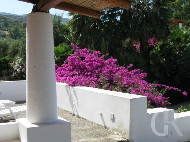 ferienwohnung-la-pagliera-bluehende-bougainvillea-an-der-terrasse.jpg