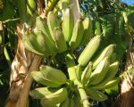 ferienwohnung-menfi-bananen.JPG