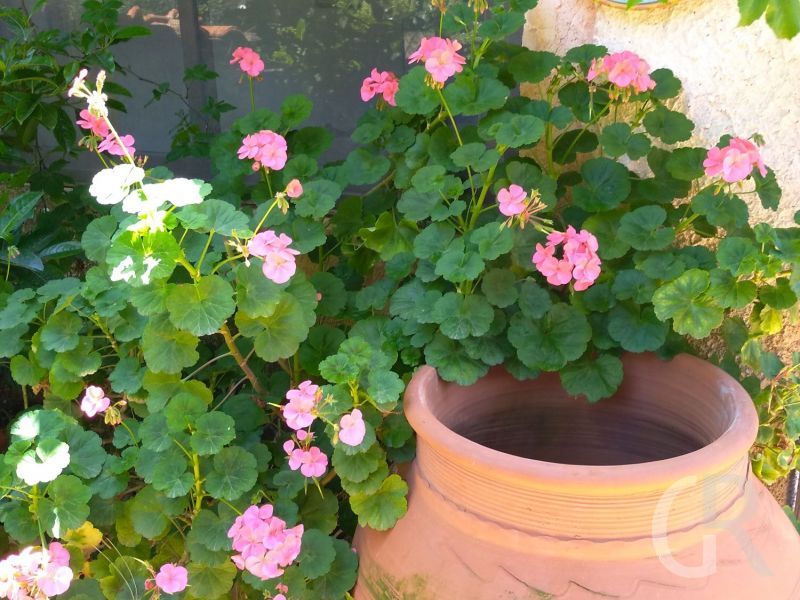 blumen.jpg
