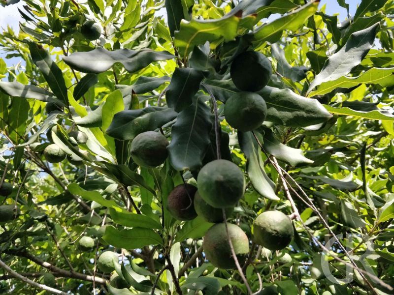 casa-limoni-oliven.jpg