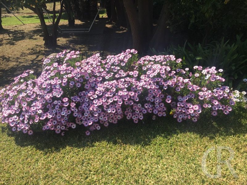 ferienwohnung-catania-bluehende-blumen.jpg