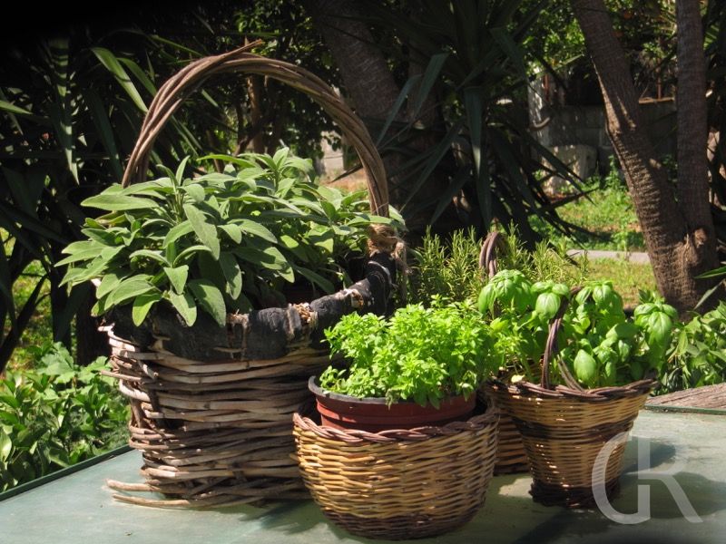 ferienwohnung-catania-kraeuter-im-garten.JPG