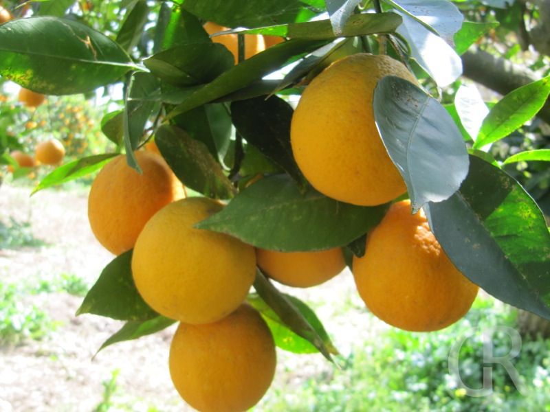 ferienwohnung-catania-orangen.JPG