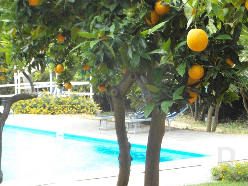 ferienwohnung-catania-pool-im-orangenhain.jpg