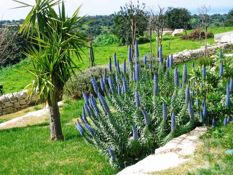 ferienwohnungen-donnafugata-bluehender-rosmarin.JPG