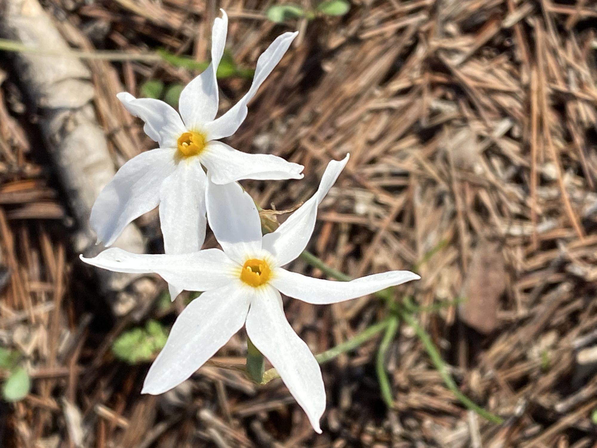 blumen-in-sizilien-im-oktober