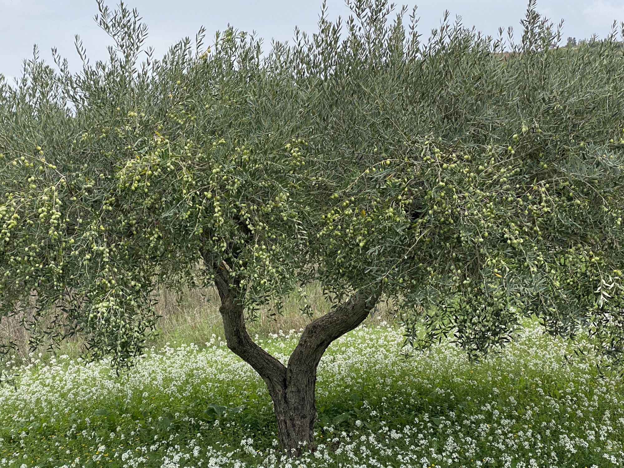 olivenbaum