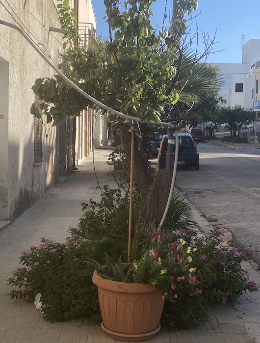 blumenbewaesserung-in-san-vito-lo-capo
