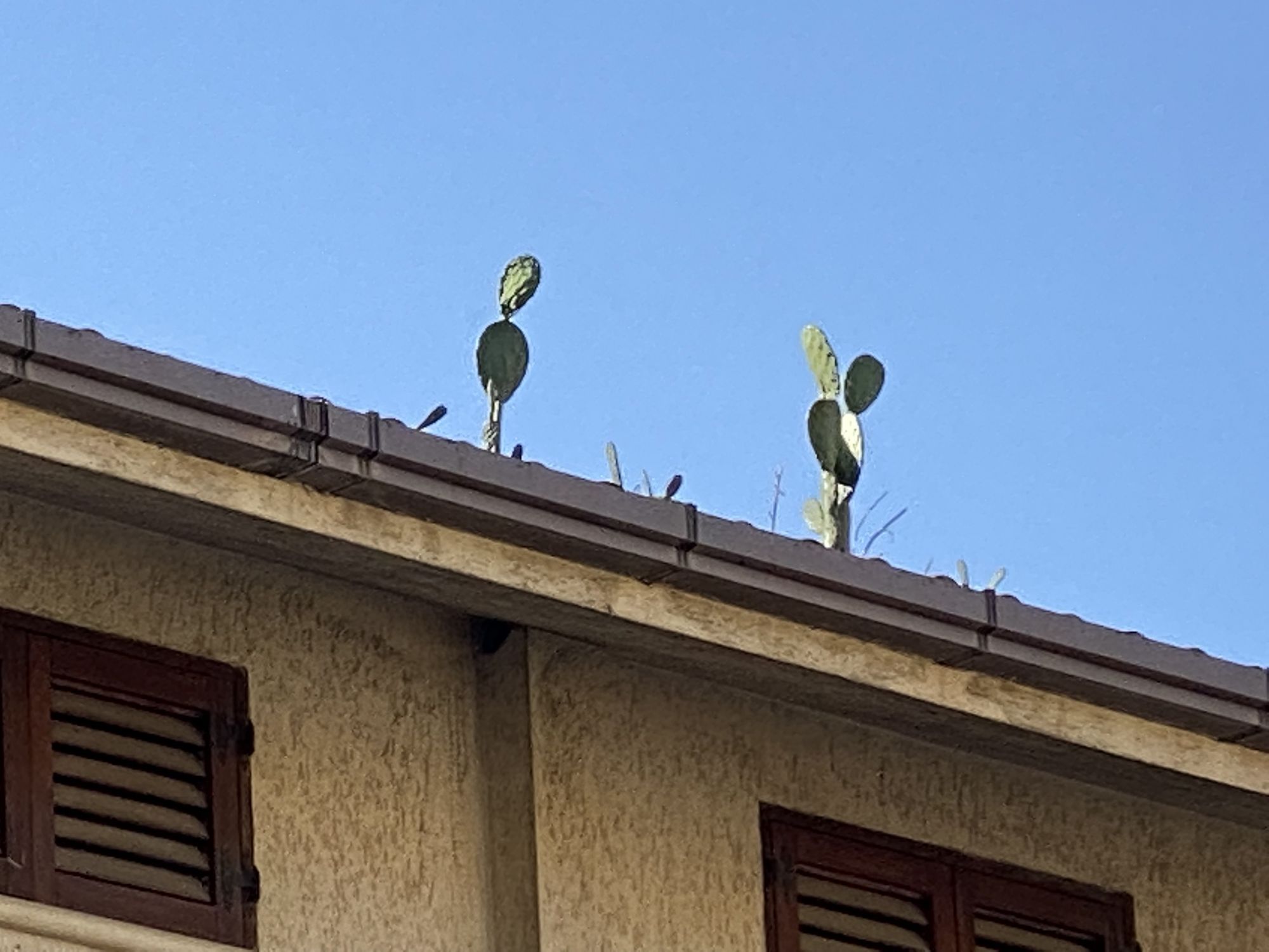kakteen-im-dachkandel-in-cattolica-eraclea