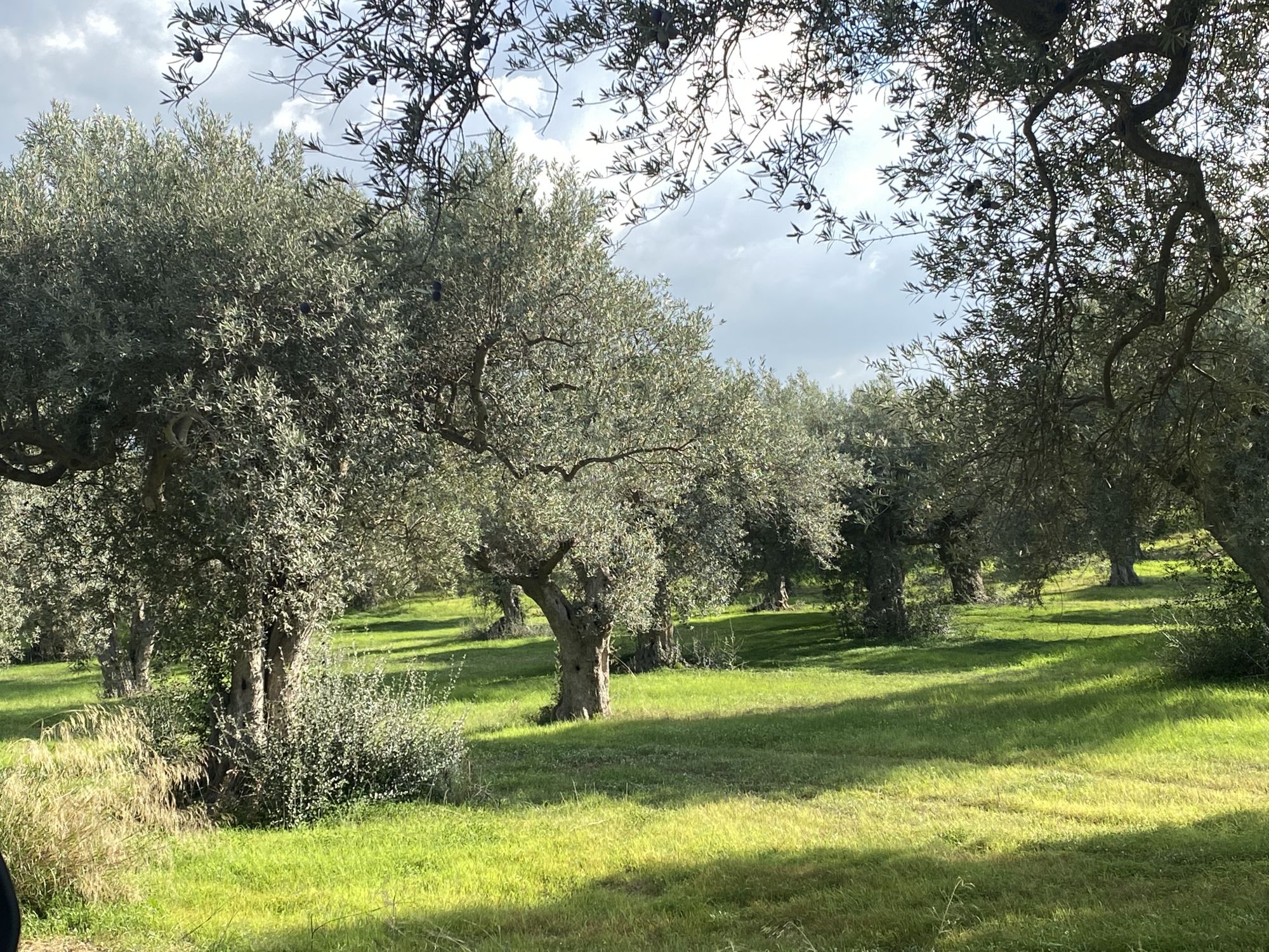 olivenhain-in-chiaramonte