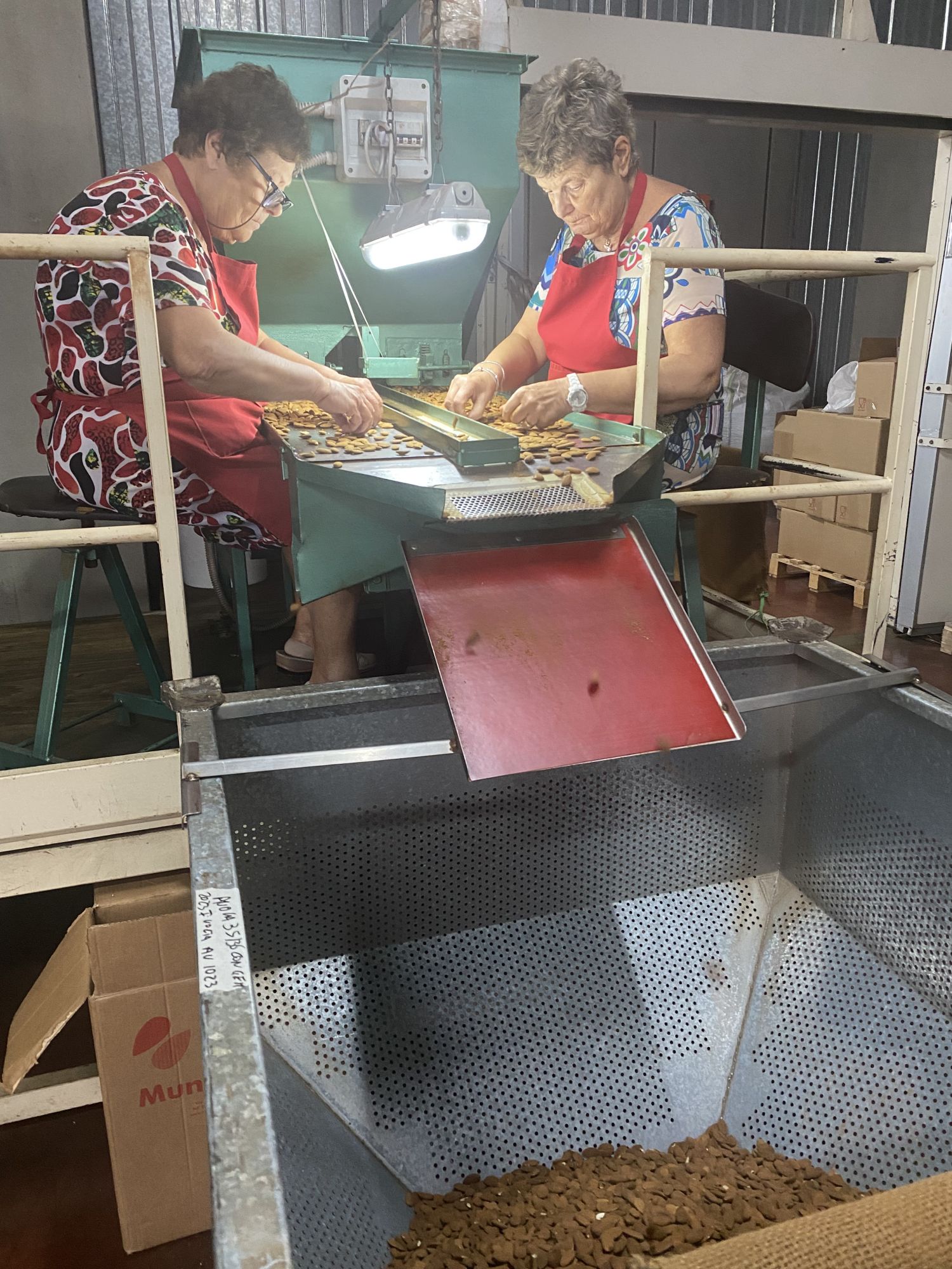 mandeln-werden-sortiert_8346
