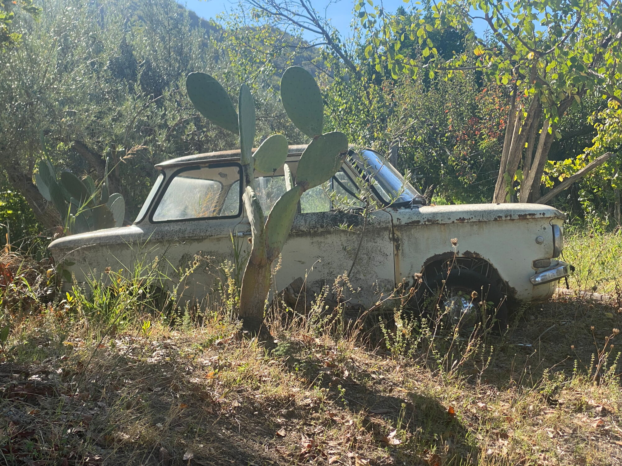 die-natur-holt-sich-das-auto