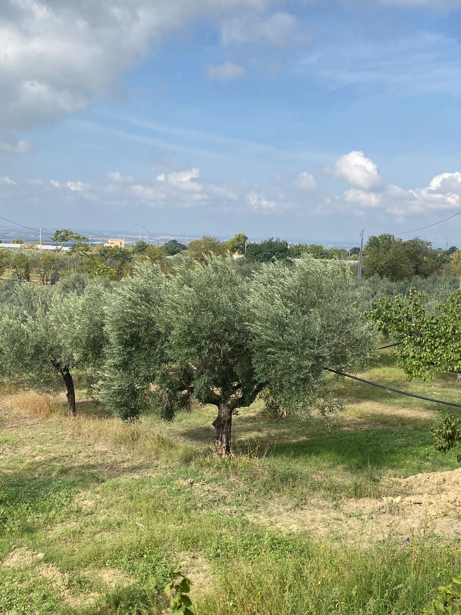 olivenbaeume-der-oleificio-gatto-in-chiaramonte