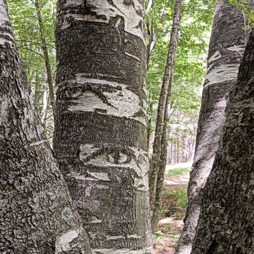 aetna-birkenwald